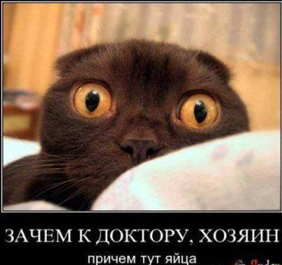 яйца.JPG