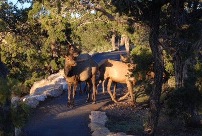 22 deer.JPG