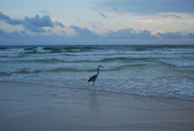 DSC_0522.JPG