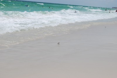 DSC_0698.JPG