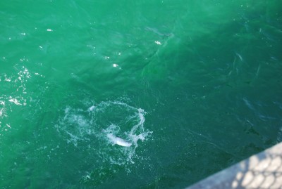 DSC_0755.JPG