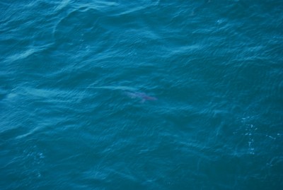 DSC_0970.JPG