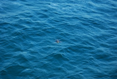 DSC_0982.JPG