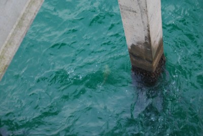 DSC_1118.JPG