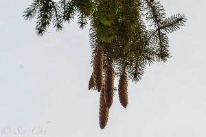 DSC_8793.jpg