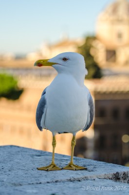_DSC8970.jpg