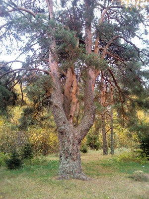 IMG_20131011_133532.jpg