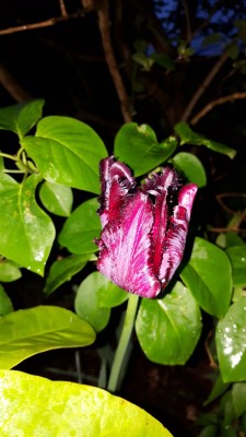 20170512_211749.jpg