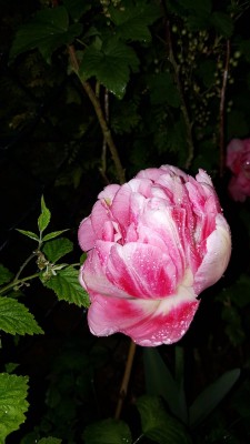 20170512_211934.jpg