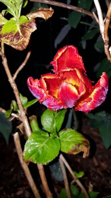 20170512_212031.jpg