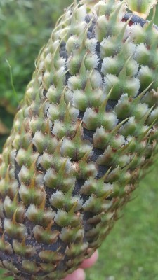 20170705_204041.jpg
