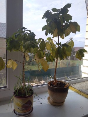 2017-08-20 10-37-00.JPG