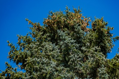 C85_2936.jpg