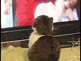 1233970257121.gif