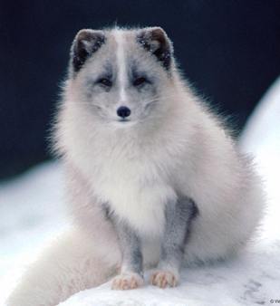 fox.jpg