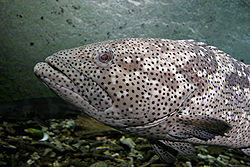 250px-Malabar_grouper_melb_aquarium.jpg