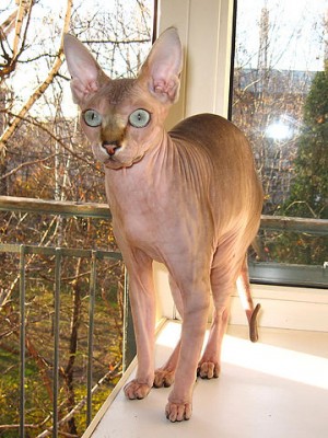 коша1.jpg